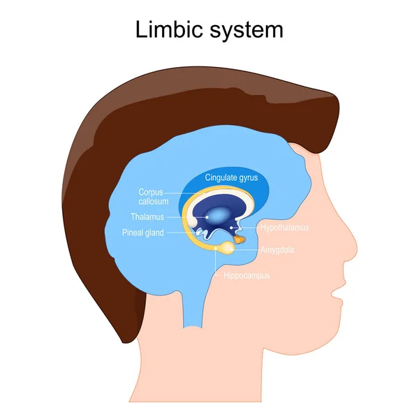 Limbik Sistem Anatomisi Beyin Gangliyasının Yapısı Amygdala Pineal Bezi Thalamus — Stok Vektör