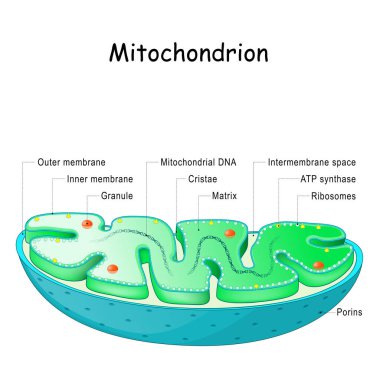 Mitokondri anatomisi. Yapı, bileşenler ve organeller. Mitokondrinin enine kesiti. Vektör illüstrasyonu