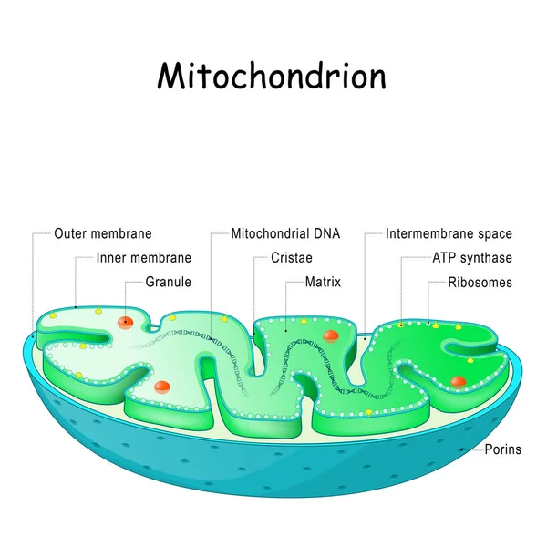Mitokondrier Anatomi Struktur Komponenter Och Organeller Tvärsnitt Mitokondrierna Vektorillustration — Stock vektor