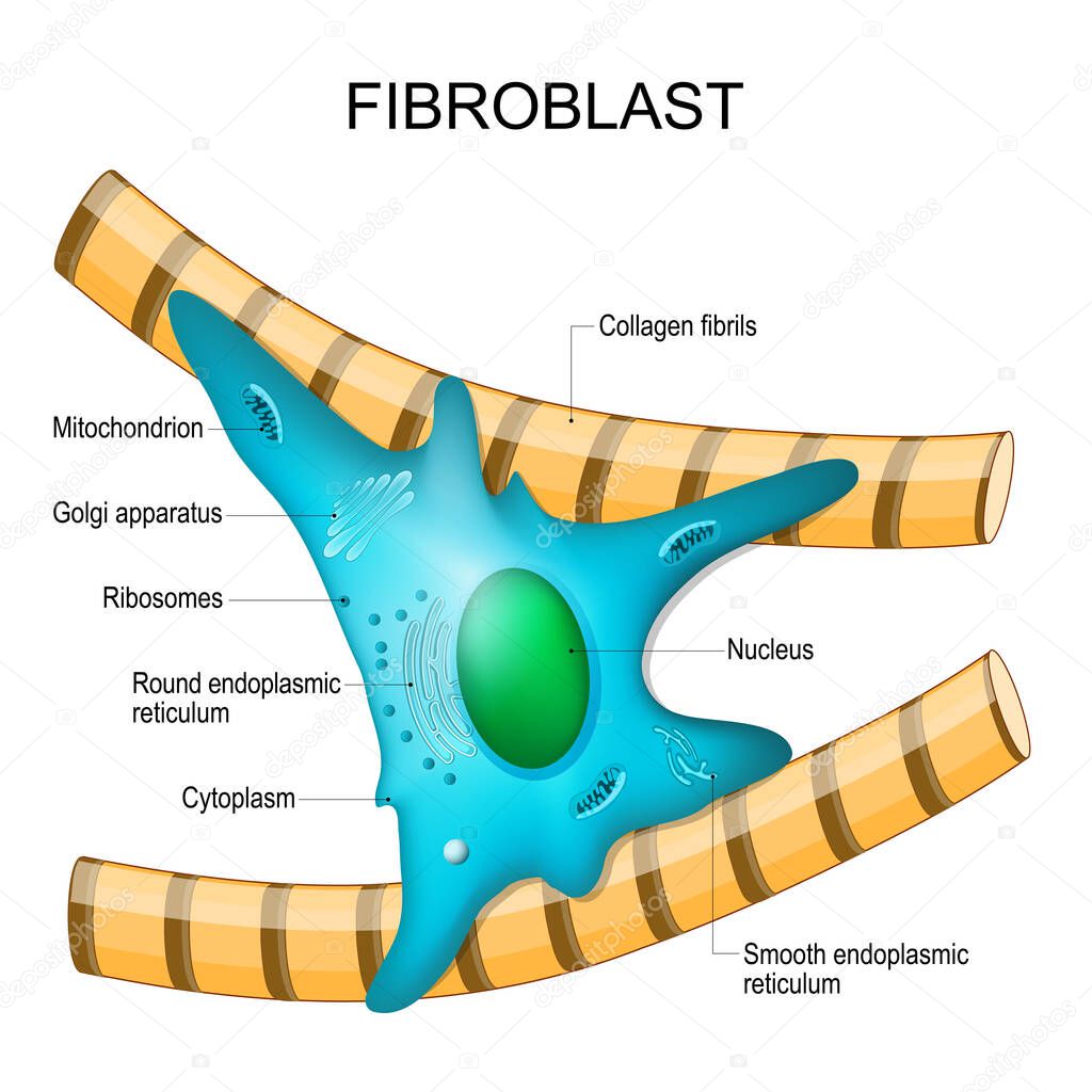 fibroblast anatomy. structure of cell. Diagram with golgi apparatus, nucleus, mitochondrion and ribosomes. vector illustration. Poster
