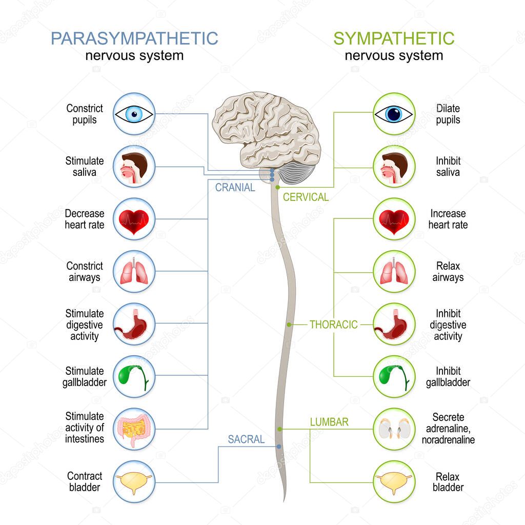 Sympathetic And Parasympathetic Nervous System. Difference. diagram with connected inner organs, brain and spinal cord. vector illustration