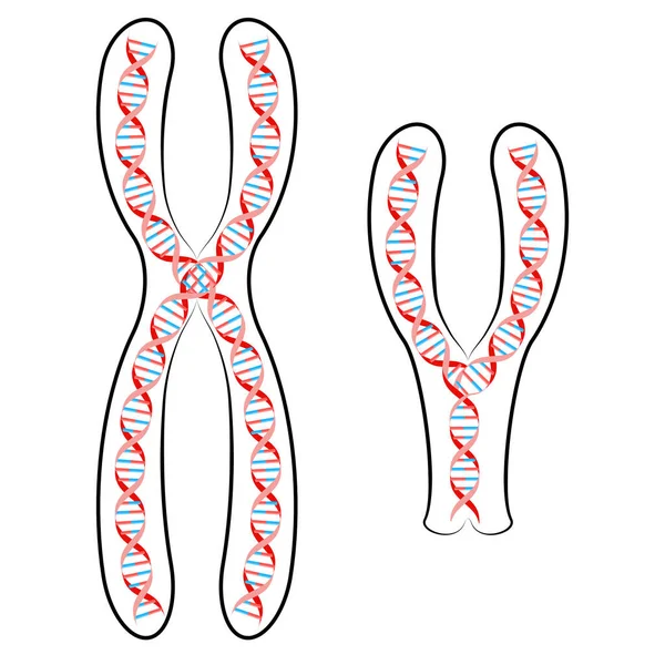 Cromossoma Com Adn Cadeia Dna Humano Cromossomas Sexuais Cartaz Vetorial —  Vetores de Stock