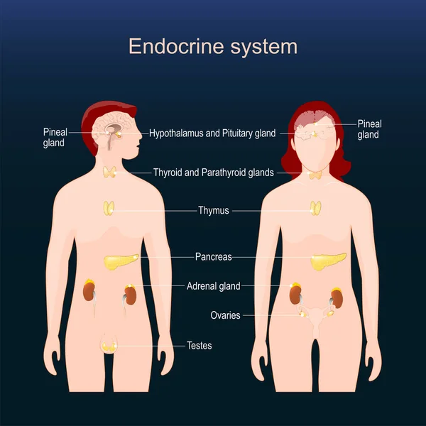 Glándulas Del Sistema Endocrino Humano Anatomía Comparativa Del Cuerpo Femenino — Vector de stock