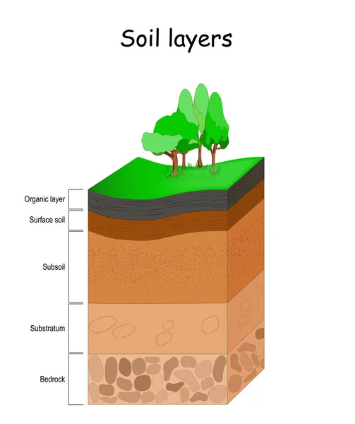土壌層 土壌の構造 ベクトル図 地球地質学のインフォグラフィック — ストックベクタ