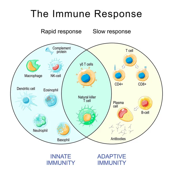Immuunreactie Snelle Trage Respons Van Adaptieve Aangeboren Immuniteit Antilichaamactivering Cellen — Stockvector