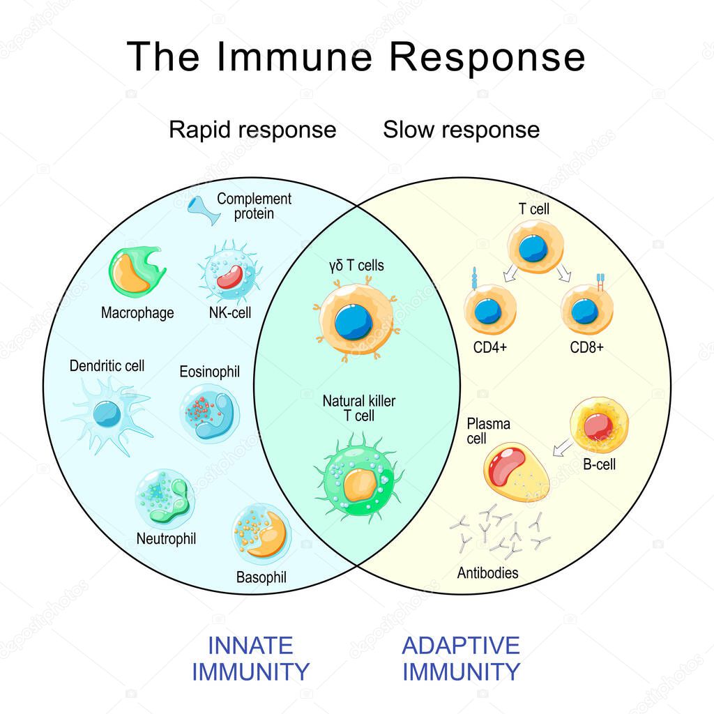 Immune Response. Rapid and slow response of Adaptive and Innate Immunity and antibody activation. Cells of The Immune System. Immunology infographic. vector illustration