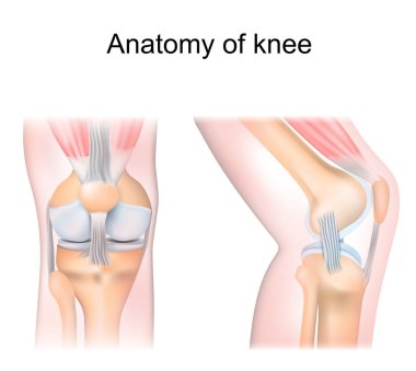 diz anatomisi. Yandan ve önden. Eklem yerinin ana kısımları: femur, fibula, eklem kapsülü, menisci, kas ve bağlar. vektör illüstrasyonu