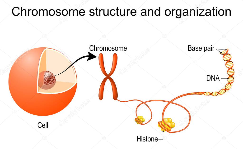 Chromosome structure and organization. From cell  nucleus with chromatin to Chromosome and DNA double helix with Histones and Base pairs. Vector illustration for education