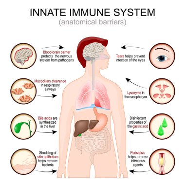 Doğuştan bağışıklık sistemi. Anatomik engeller. İç organları olan bir adam silueti. Kan beyin bariyeri sinir sistemini patojenlerden korur. Dökülüyor