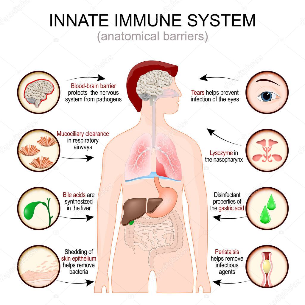 Innate immune system. anatomical barriers. man silhouette with Internal organs. Blood brain barrier protects the nervous system from pathogens. Shedding o