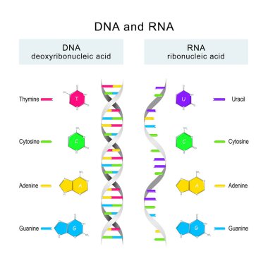 DNA ve RNA sarmalı. DNA ve RNA moleküllerinin yapısındaki farklar. simgeler ve Infographic Eğitim Vektörü İllüstrasyonu. 
