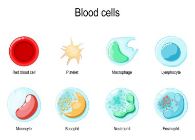 Kırmızı kan hücresi veya eritrosit, trombosit ve beyaz kan hücreleri: eosinophil, Neutrophil, Basophil, lenfosit, Makrofaj ve Monosit. vektör illüstrasyonu
