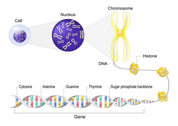 细胞解剖 带染色体的核心 与组氨酸 糖磷酸根 鸟嘌呤 胞嘧啶 腺嘌呤和基因的Dna分子的特写 矢量说明 — 图库矢量图片