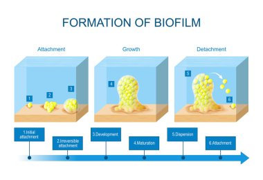 Biyo film formasyonu. Biyofilm geliştirme aşamaları. Staphylococcus aureus 'un yaşam döngüsü. Bakteri hücreleri yapışkan bir hücre dışı matrisin içine gömülür. Bilim ve eğitim kullanımı için vektör illüstrasyonu