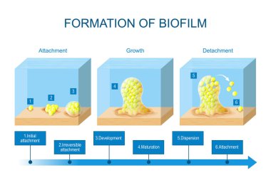 biofilm formation. stages of biofilm development. Life cycle of Staphylococcus aureus. adherent cells of bacteria become embedded within a slimy extracellular matrix. Vector illustration for science and education use clipart
