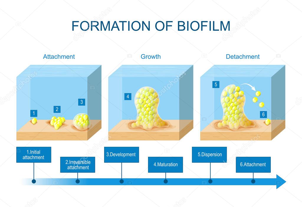 biofilm formation. stages of biofilm development. Life cycle of Staphylococcus aureus. adherent cells of bacteria become embedded within a slimy extracellular matrix. Vector illustration for science and education use