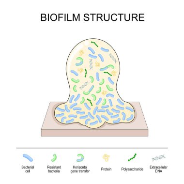 Biyo film yapısı. Bakteri hücre kolonisi: protein, polisakkarit, hücre dışı DNA, bakteri, dirençli bakteri ve diğer bakteri hücreleri arasında yatay gen transferi. Vektör posteri
