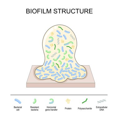 biofilm structure. Bacterial cell colony: protein, polysaccharide, extracellular DNA, Horizontal gene transfer between bacteria, resistant bacterium, and other Bacterial cell. Vector poster clipart