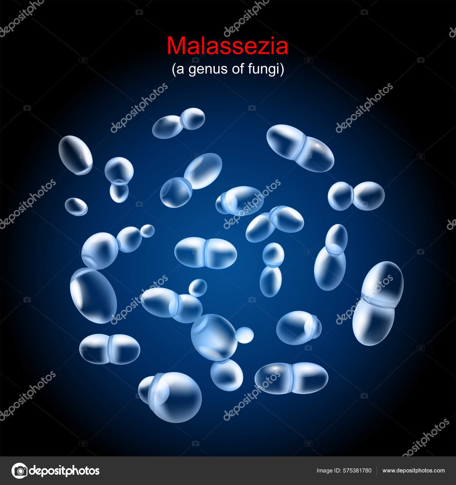 Malassezia Jamur Yang Menyebabkan Tinea Versicolor Pityriasis Dan