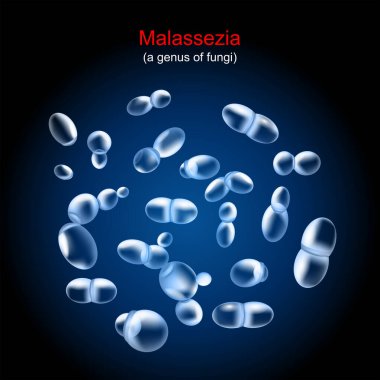 Malassezia. Tinea versicolor, pityriasis ve diğer deri hastalıklarına neden olan mantar. Koyu arkaplandaki maya kolonisine yakın çekim. gerçekçi vektör illüstrasyonu