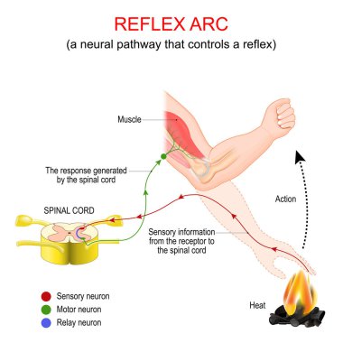 Reflex arc. A neural pathway that controls a reflex. very fast response to a heat stimulus that does not involve the brain. Upon receiving the signal from the motor neuron, the effector muscle in the arm responds by contracting to move the hand from  clipart