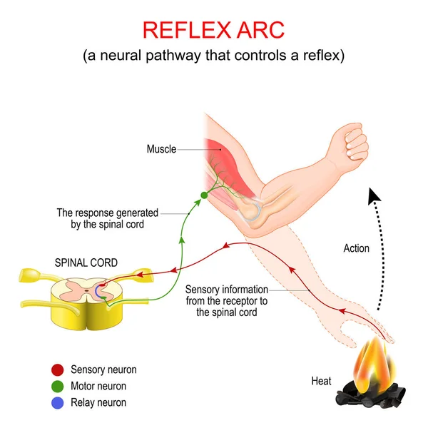 Arco Reflexo Uma Neural Que Controla Reflexo Resposta Muito Rápida — Vetor de Stock