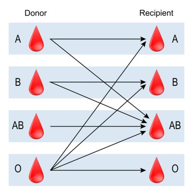 Alıcı ve Donör. Kan grupları (A, B, AB, O). Kan bağışlamak ve almak için gruplar arasında belirli bir uyumluluk vardır. Sadece belli bir kan grubu birileri tarafından alınabilir ya da bağışlanabilir. Tıbbi, eğitici, bir vektör diyagramı