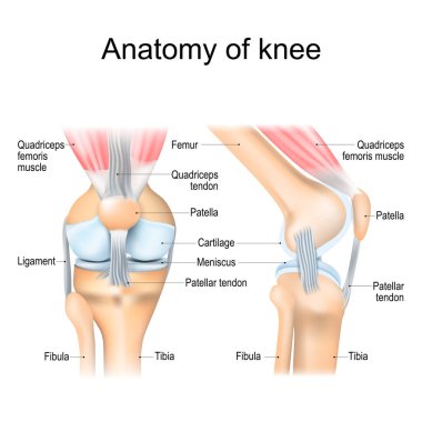 Diz anatomisi. Bacak eklemi yapısı. Büyük parçalar. Tıp eğitimi için metin etiketli vektör posteri