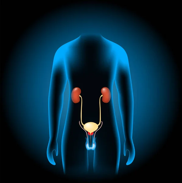 Sistema Genito Urinario Maschile Costituito Reni Ureteri Vescica Uretra Organi — Vettoriale Stock