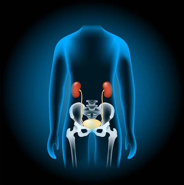 Sistema Urinário Humano Composto Pelos Rins Pelve Renal Ureter Bexiga —  Vetores de Stock