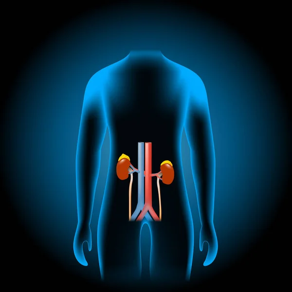 Menselijk Urinesysteem Bestaat Uit Nieren Nierbekken Urineleider Urineblaas Urethra Bloedvaten — Stockvector