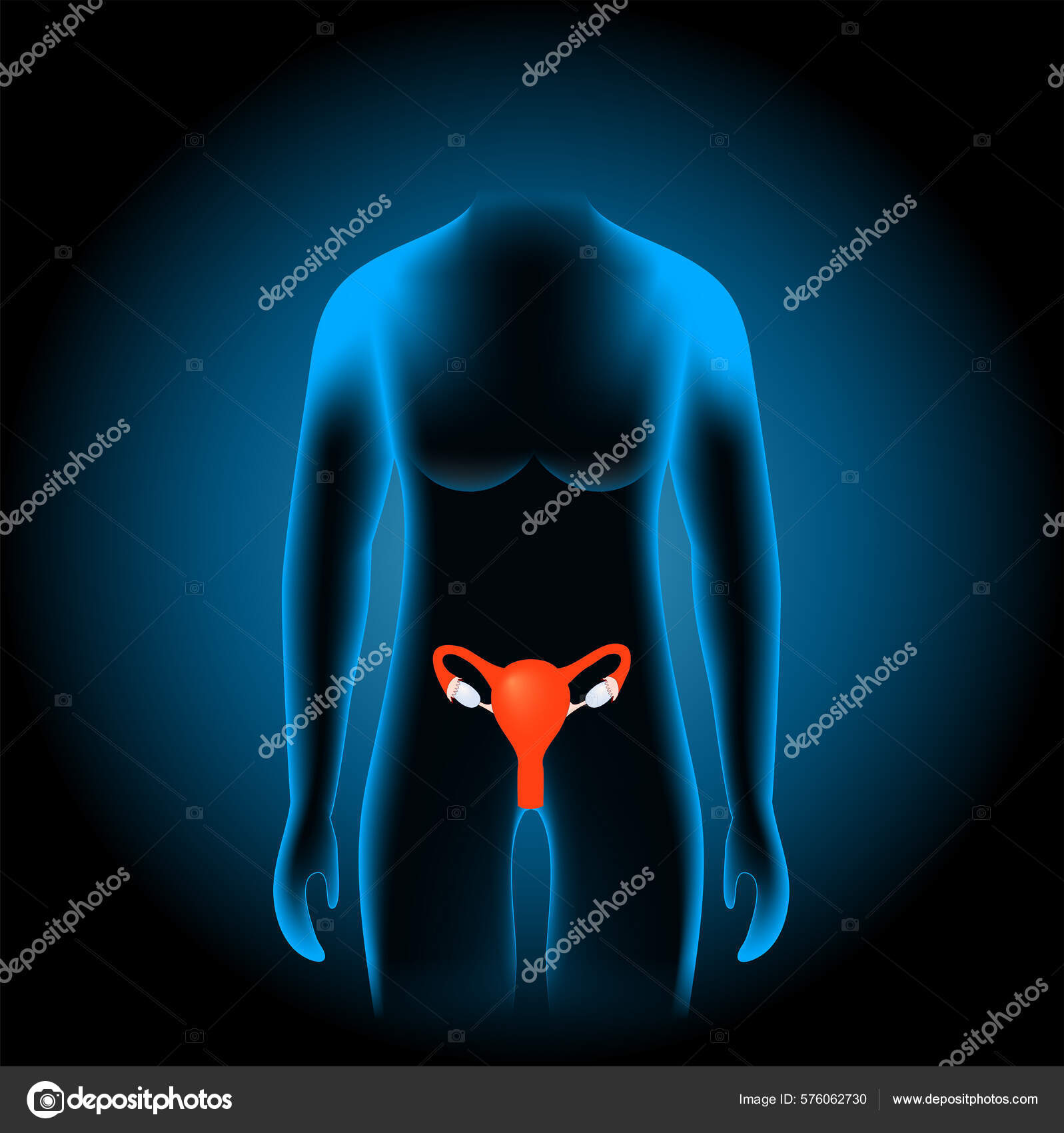 Женская Репродуктивная Система Человеческие Половые Органы Матка Фаллопиевы  Трубы Яичники Векторное изображение ©edesignua 576062730