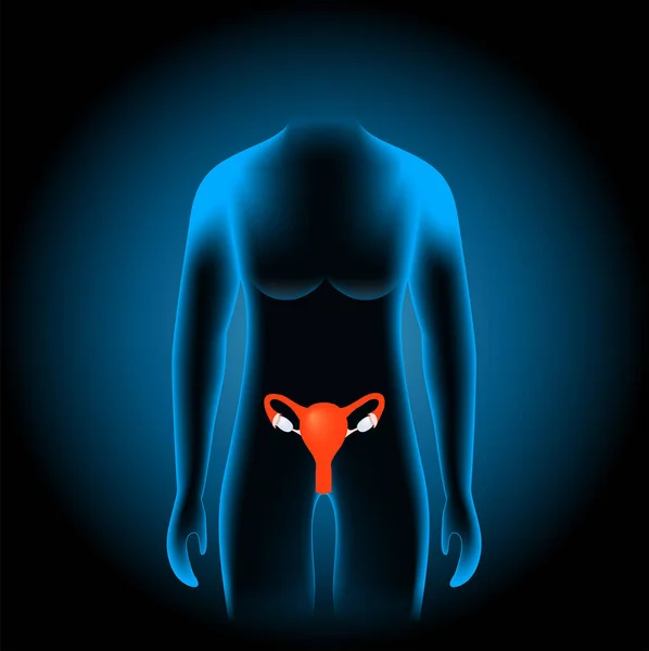 Female Reproductive System Human Sex Organs Uterus Fallopian Tubes Ovaries — Stock Vector