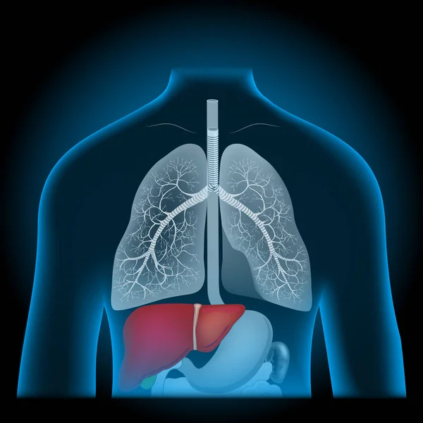 Anatomía Del Cuerpo Humano Hígado Tracto Gastrointestinal Sistema Digestivo Órganos — Vector de stock