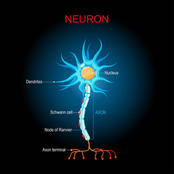 脳ニューロン構造 神経細胞の生物学的解剖学 細胞体樹状突起1本の軸索です 暗い背景にニューロンがあります 科学利用のためのベクトル図です — ストックベクタ