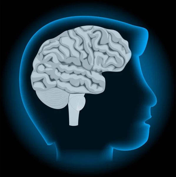 人体解剖 新大脑皮层在黑暗的背景下 X光蓝色现实的人头 病媒宣传画 — 图库矢量图片