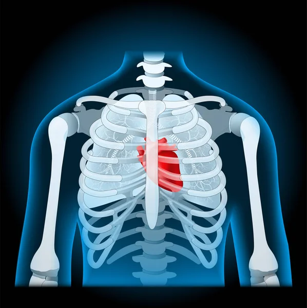 Human Body Anatomy Rib Cage Lungs Heart — Stock Vector