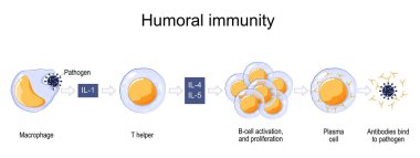 Bağışıklık sistemi tepki veriyor. Humoral dokunulmazlık. Antikor destekli dokunulmazlık. Makrofaj, B-hücresi ve plazma hücresinin etkinleştirilmesi. Antikorlar patojene bağlanır. Eğitim için vektör posteri
