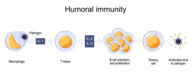Immune response. humoral immunity. antibody-mediated immunity. activation of macrophage, B-cell and Plasma cell. Antibodies bind to pathogen. Vector poster for education clipart
