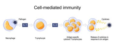 Immune response. Cell-mediated immunity. activation of phagocytes, antigen-specific cytotoxic T-lymphocytes, and the release of cytokines in response to an antigen. Vector poster for educatio clipart