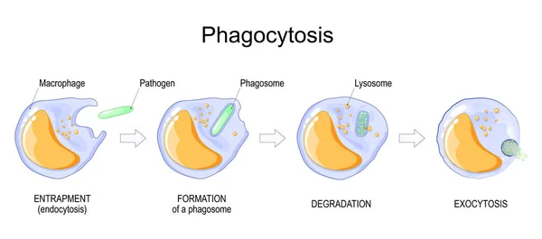 Phagocytosis Macrophage Absorption Bacteria Stages Mechanism Immune Response Entrapment Endocytosis — Stock Vector