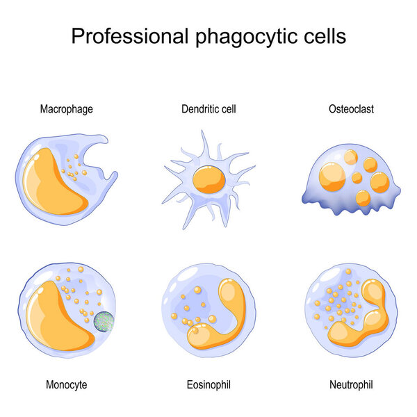 Phagocytosis. Professional phagocytic cells. Neutrophils, macrophages, monocytes, dendritic cells, osteoclasts and eosinophils are immune response to most infections. Vector illustration. Medical poster.