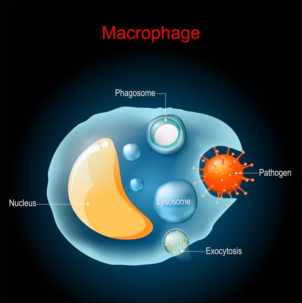 Phagozytose Makrophagen Anatomie Zellstruktur Eine Art Weißer Blutkörperchen Des Immunsystems — Stockvektor