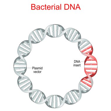 Bakteriyel DNA. plazmid küçük bir ekstrakromozom DNA molekülüdür. Plazmid vektör, rekombinant DNA dizilerinin eklenmesi. Genetik Mühendisliği. antibiyotik direnci