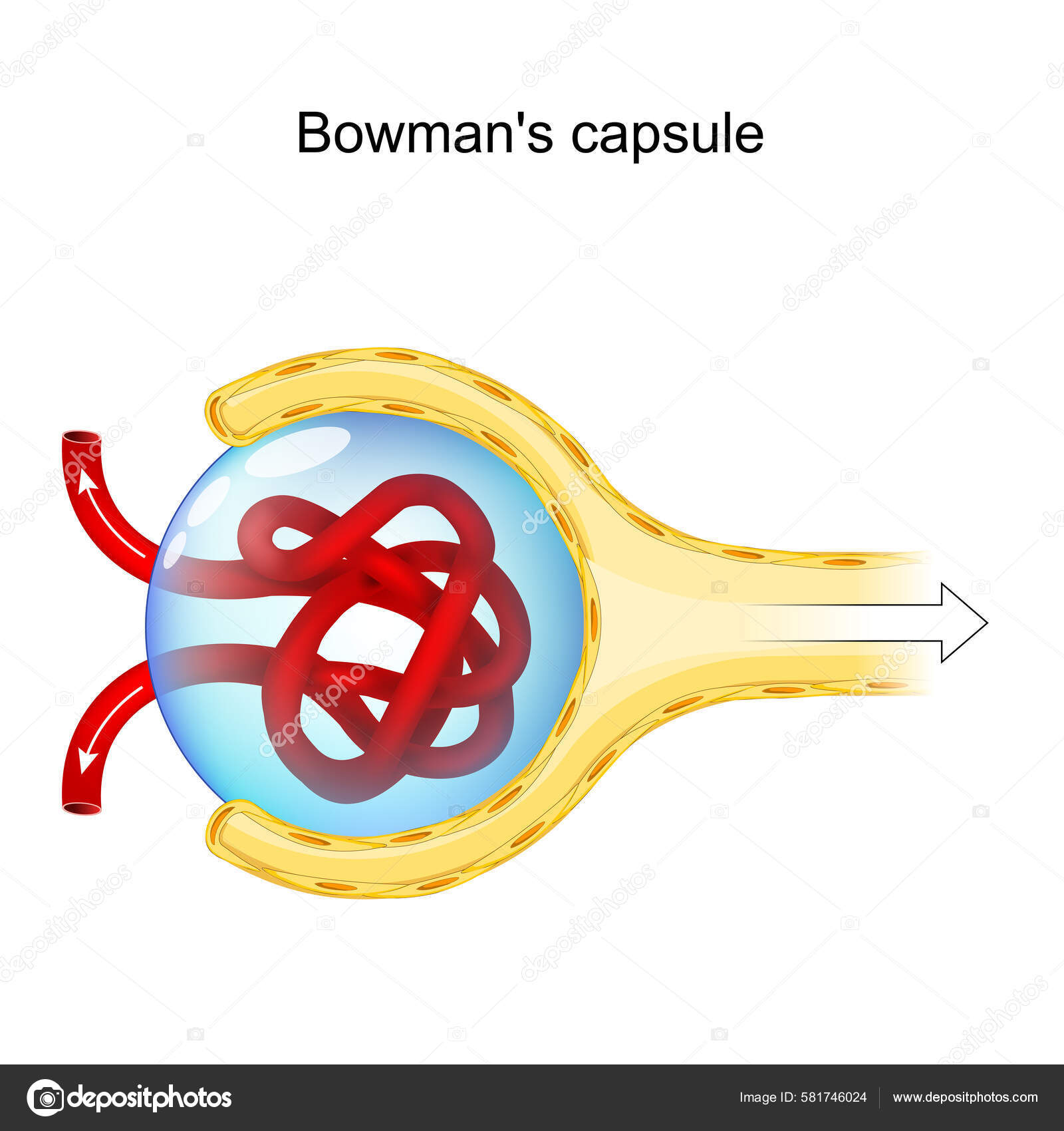 Bowman's Capsule Structure Renal Corpuscle Performs Filtration Blood