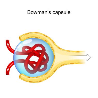 Bowman's Capsule Structure. renal corpuscle that performs the filtration of blood to form urine. Human nephron, anatomy. Glomerulus (red blood vessels), Bowman's capsule and proximal tubule. Vector illustration clipart