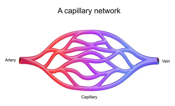 Capillair Netwerk Kleinste Bloedvaten Transporteren Bloed Tussen Slagaders Venules Vectorillustratie — Stockvector