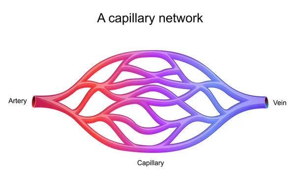 Sieć Kapilarna Najmniejsze Naczynia Krwionośne Przenoszą Krew Między Tętnicami Naczyniami — Wektor stockowy