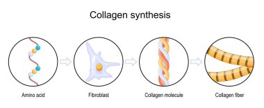 Kolajen sentezi süreci. Amino asitten kolajen fiber ve moleküle. Yaşlanma sürecinin fibroblast rolü. vektör illüstrasyonu