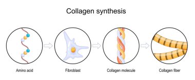 Process of Collagen synthesis. From Amino acid to Collagen fiber and molecule. Role of fibroblast of aging process. vector illustration clipart